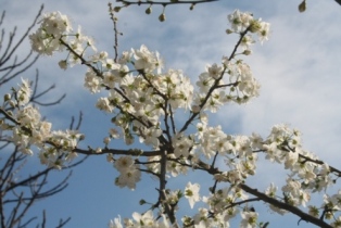 Plum blossom heralds spring